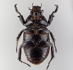 Cyclocephala mafaffa