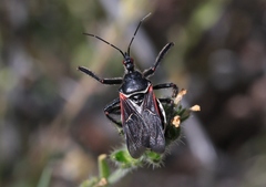 Apiomerus californicus