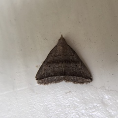 Lysimelia neleusalis