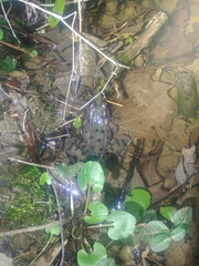 Lithobates sphenocephalus utricularius
