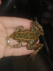 Lithobates sphenocephalus utricularius