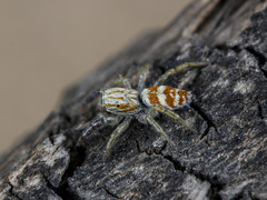Rudakius cinctus