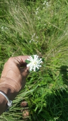 Lasiosiphon calocephalus