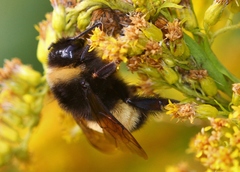 Bombus terricola image