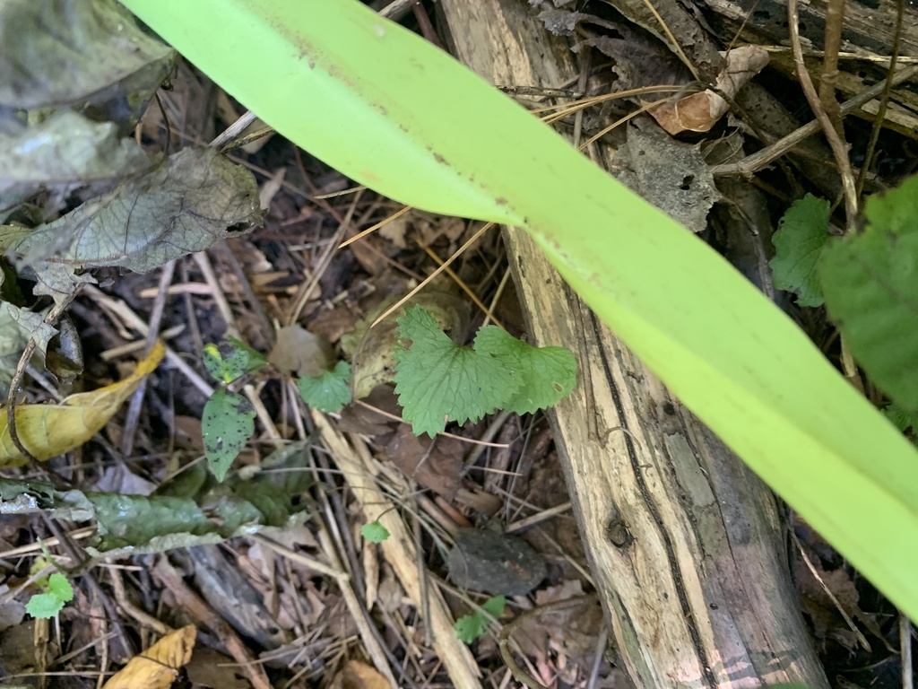garlic mustard from Morris County, USNJ, US on October 13, 2023 at 1251 PM by haleyweber. ZA2
