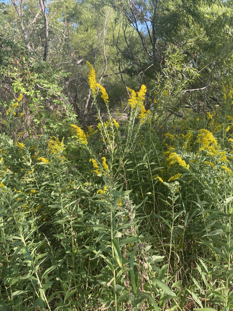 tall goldenrod from River Legacy Park, Fort Worth, TX, US on October 13 ...