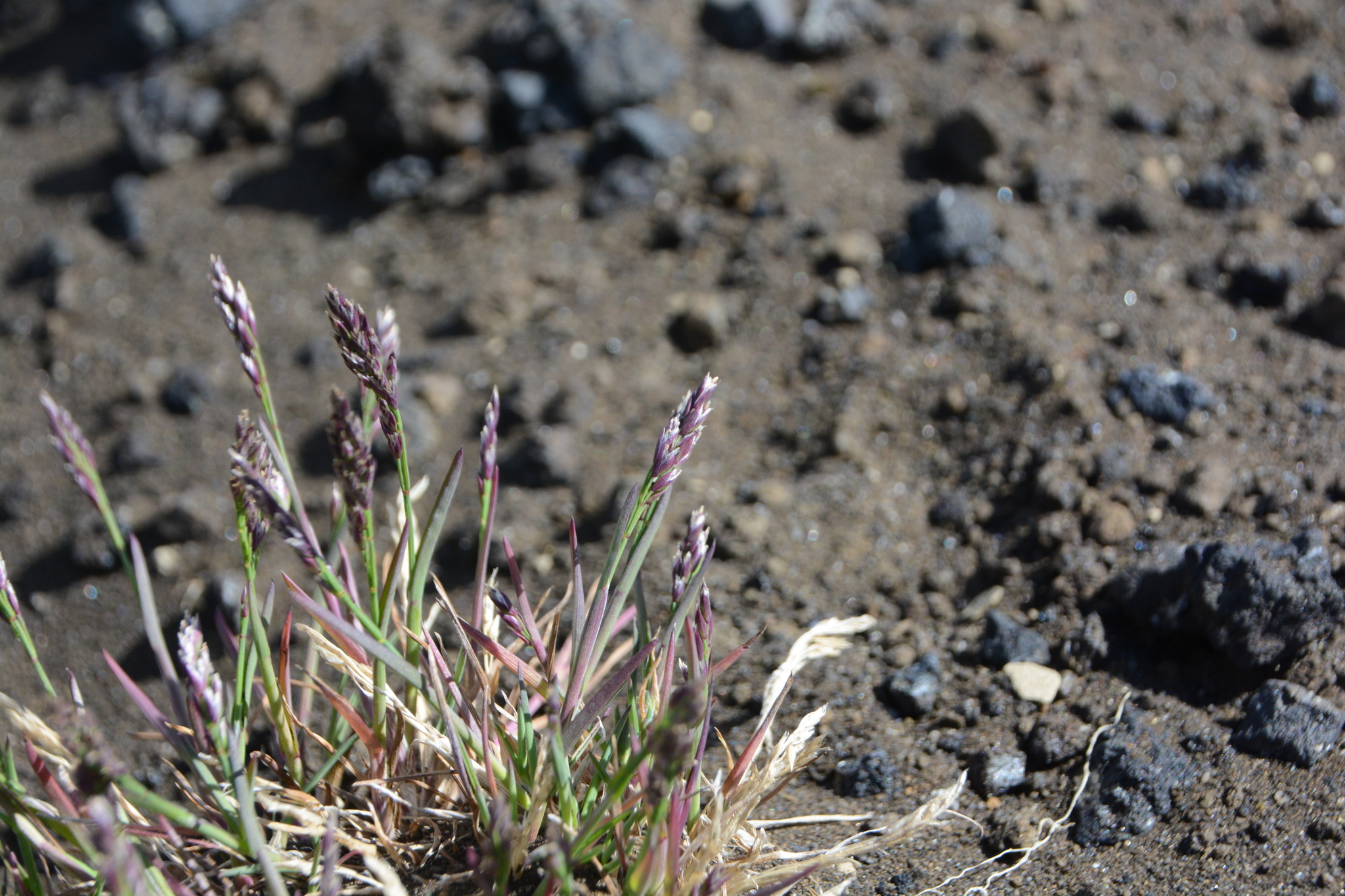 Poa lettermanii