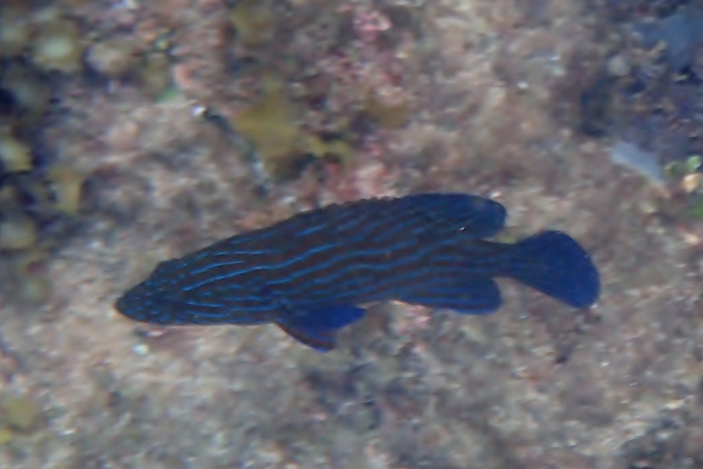 Bluelined coral grouper (Cephalopholis formosa) — Serranidae