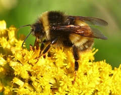 Bombus terricola image