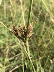 Cyperus rigidifolius
