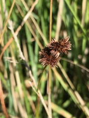 Juncus punctorius