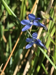 Lobelia flaccida