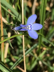 Lobelia flaccida