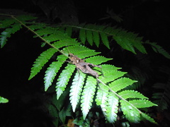 Xiphiola cyanoptera