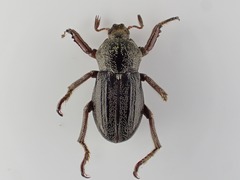Faula centralis