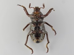 Faula centralis