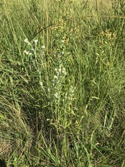 Pseudognaphalium oligandrum