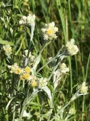 Pseudognaphalium oligandrum