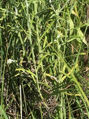 Pseudognaphalium oligandrum