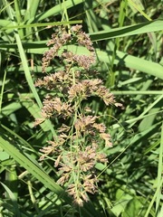 Eragrostis gummiflua