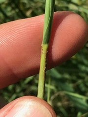 Eragrostis gummiflua