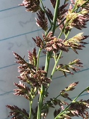 Eragrostis gummiflua