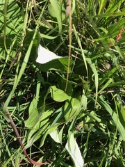 Berkheya seminivea