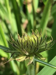 Berkheya seminivea