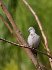 Streptopelia decaocto