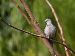 Streptopelia decaocto