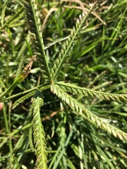 Eleusine coracana