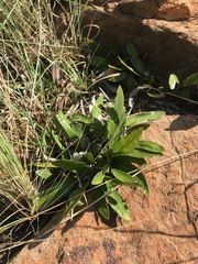 Parinari capensis capensis