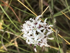 Nerine rehmannii