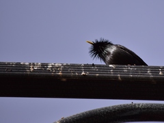 Sturnus unicolor