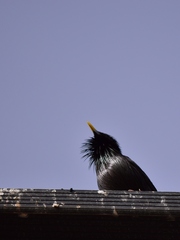 Sturnus unicolor
