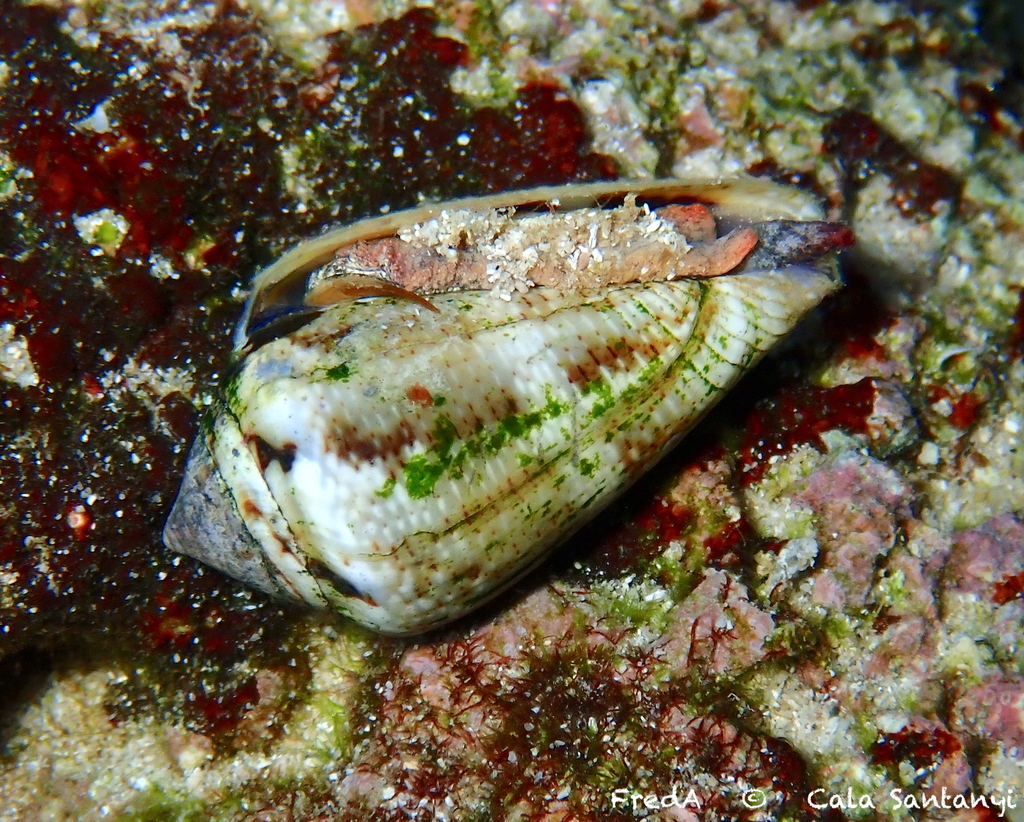 Mediterranean Cone Snail