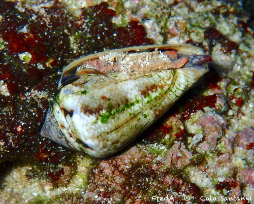 Mediterranean Cone Snail