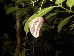 Caligo euphorbus