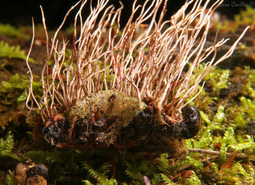 Ophiocordyceps crinalis