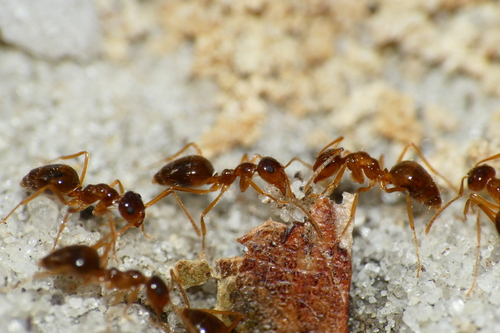 American Winter Ant, Atlantic, New Jersey, United States, photo 8 of 10