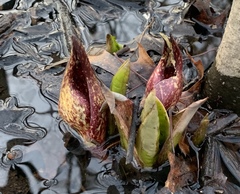 Symplocarpus foetidus