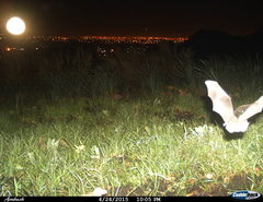 Rousettus aegyptiacus