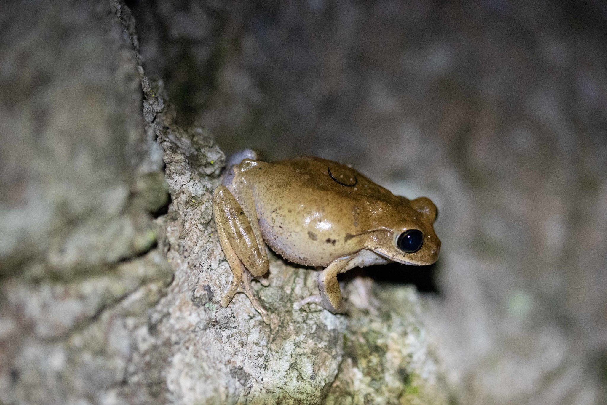 Leptopelis aubryi (Duméril, 1856)