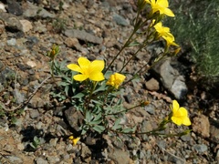 Linum campanulatum