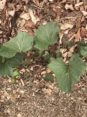 Calystegia macrostegia macrostegia