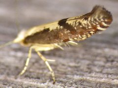 Argyresthia conjugella