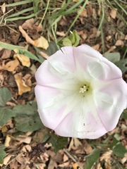 Calystegia macrostegia macrostegia