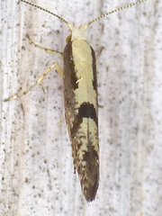 Argyresthia conjugella