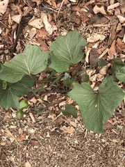 Calystegia macrostegia macrostegia