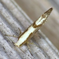Argyresthia conjugella